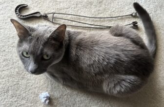 Homemade Cat Toys vs Commercial Toys: Olga’s Unusual Favorites